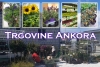 PRODAJA SADNICA - Trgovine Ankora od utorka, 05. travnja ponovno na Mljekari