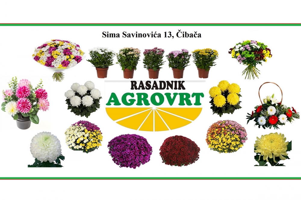 Rasadnik AGROVRT u Čibači nudi bogat izbor cvijeća za blagdan Svih Svetih i Du&scaron;ni dan