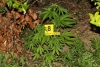 Tijekom proteklog tjedna na području Policijske uprave 33 osobe zatečene u posjedu manjih količina droga